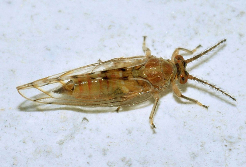 Psylloidea Homotomidae: Homotoma sp.